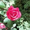 junebug79693